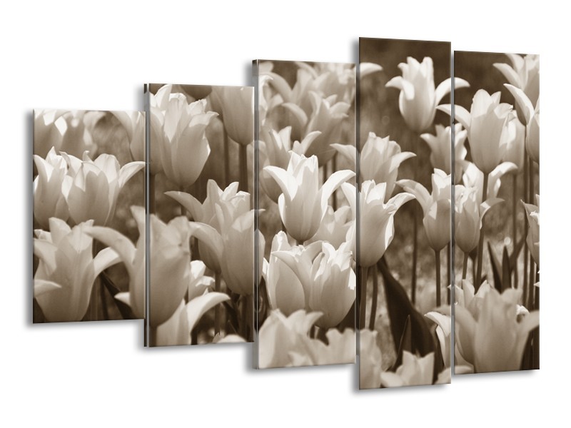 Glasschilderij Tulpen, Bloemen | Sepia | 150x100cm 5Luik