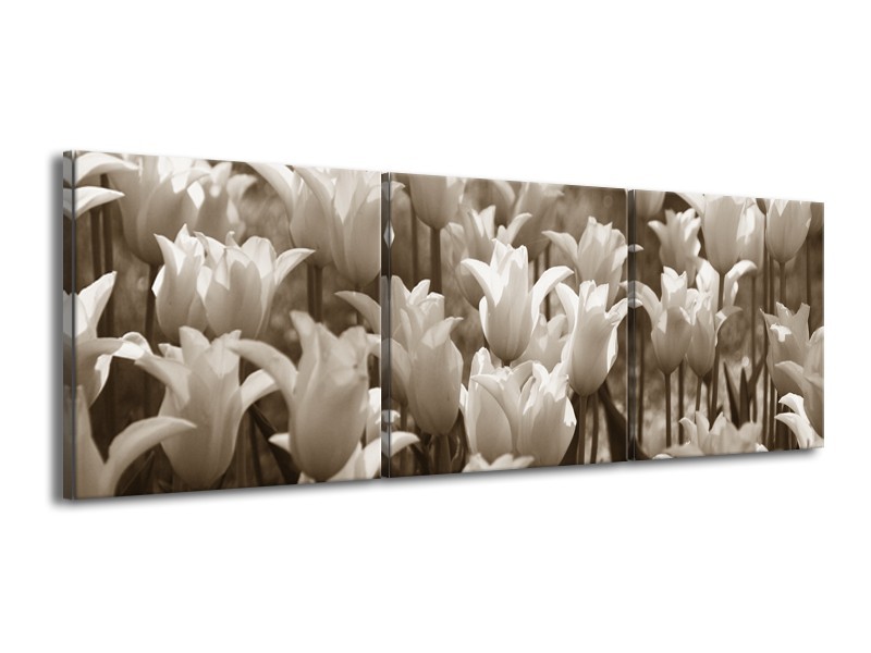 Canvas Schilderij Tulpen, Bloemen | Sepia | 150x50cm 3Luik