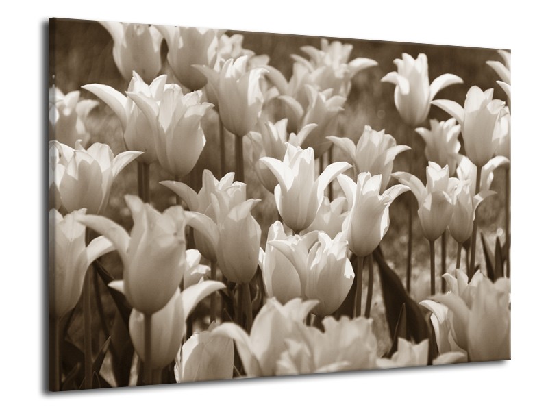 Glasschilderij Tulpen, Bloemen | Sepia | 70x50cm 1Luik