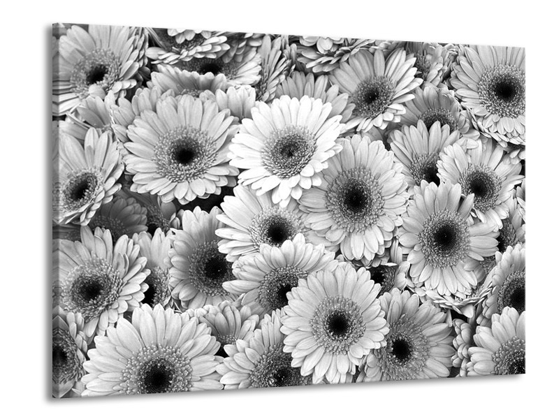 Canvas Schilderij Gerbera, Bloemen | Zwart, Grijs | 100x70cm 1Luik