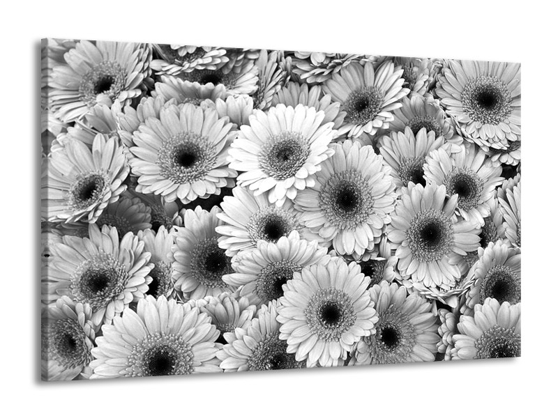 Glasschilderij Gerbera, Bloemen | Zwart, Grijs | 140x90cm 1Luik