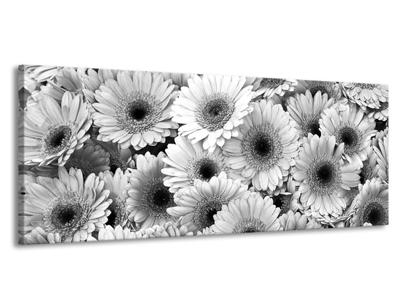 Glasschilderij Gerbera, Bloemen | Zwart, Grijs | 145x58cm 1Luik