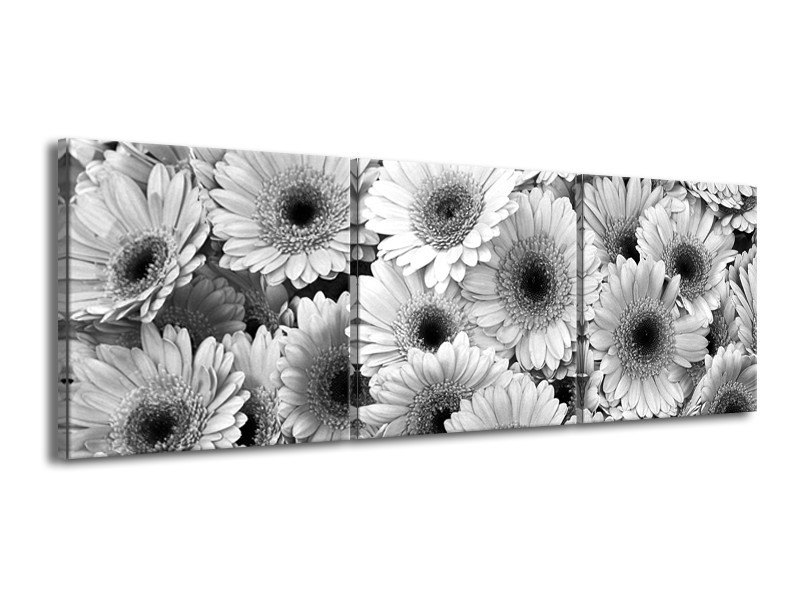 Canvas Schilderij Gerbera, Bloemen | Zwart, Grijs | 150x50cm 3Luik