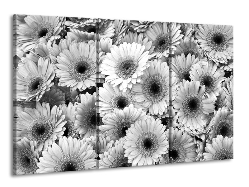 Canvas Schilderij Gerbera, Bloemen | Zwart, Grijs | 165x100cm 3Luik