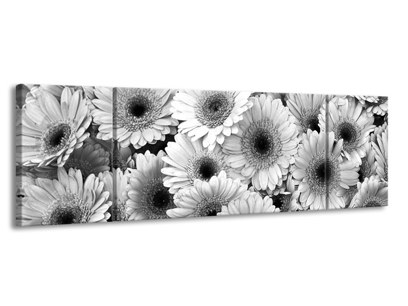 Glasschilderij Gerbera, Bloemen | Zwart, Grijs | 170x50cm 3Luik