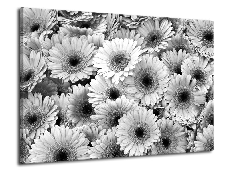 Glasschilderij Gerbera, Bloemen | Zwart, Grijs | 70x50cm 1Luik