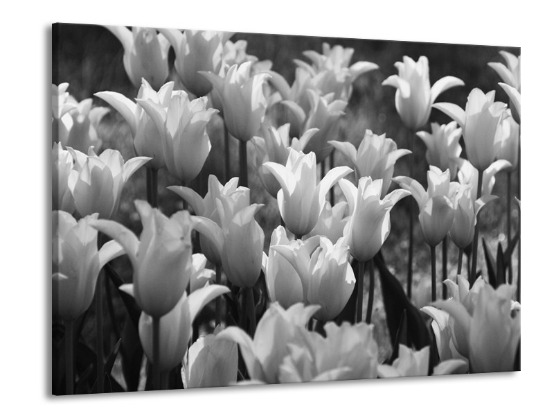 Glasschilderij Tulpen, Bloemen | Zwart, Grijs | 100x70cm 1Luik