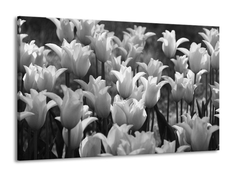 Glasschilderij Tulpen, Bloemen | Zwart, Grijs | 140x90cm 1Luik