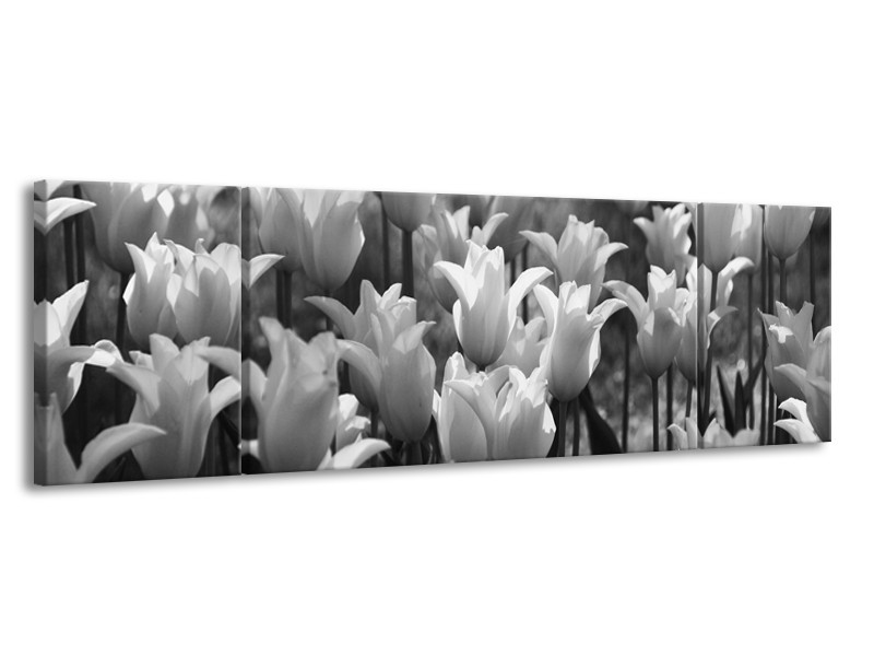 Glasschilderij Tulpen, Bloemen | Zwart, Grijs | 170x50cm 3Luik