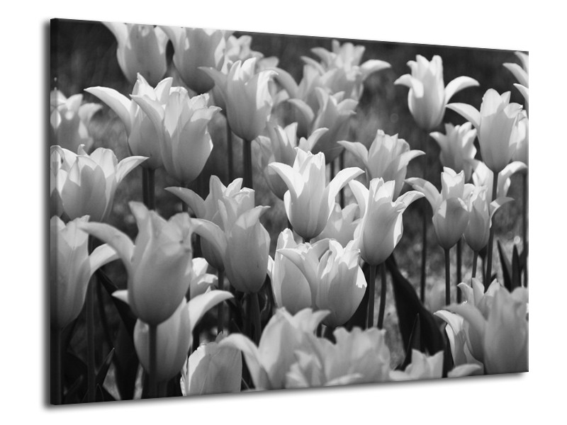 Canvas Schilderij Tulpen, Bloemen | Zwart, Grijs | 70x50cm 1Luik