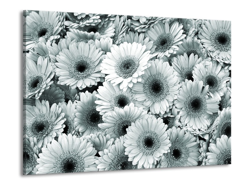 Canvas Schilderij Gerbera, Bloemen | Grijs, Groen | 100x70cm 1Luik