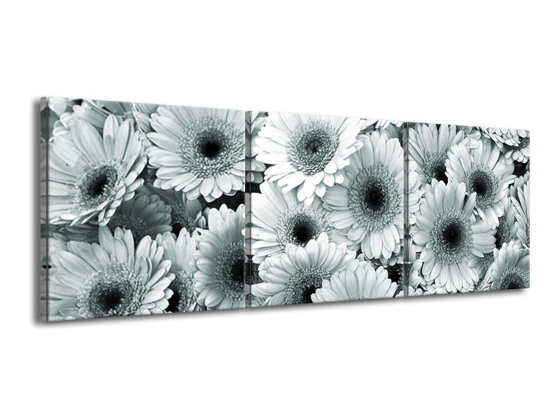 Glasschilderij Gerbera, Bloemen | Grijs, Groen | 150x50cm 3Luik