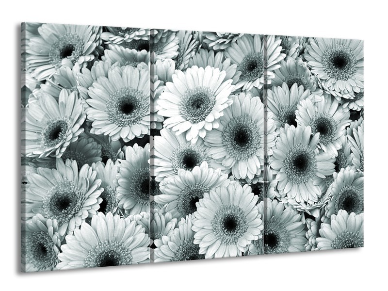 Glasschilderij Gerbera, Bloemen | Grijs, Groen | 165x100cm 3Luik