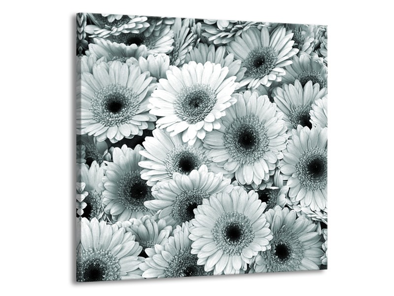 Glasschilderij Gerbera, Bloemen | Grijs, Groen | 50x50cm 1Luik