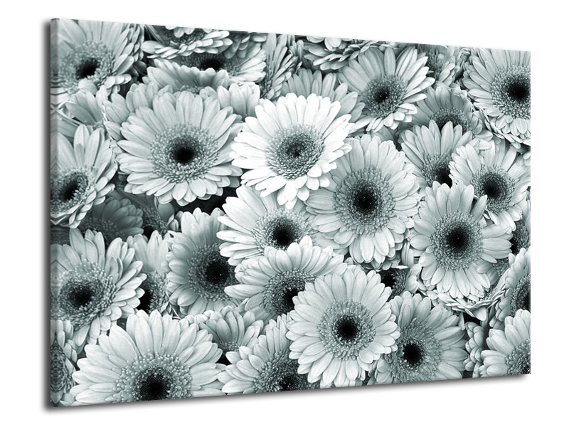 Glasschilderij Gerbera, Bloemen | Grijs, Groen | 70x50cm 1Luik