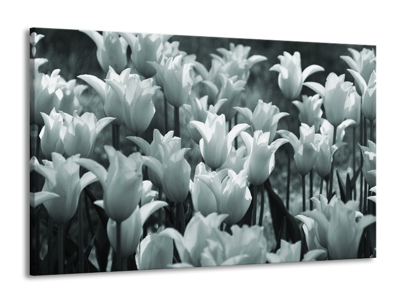 Glasschilderij Tulpen, Bloemen | Grijs, Groen | 140x90cm 1Luik