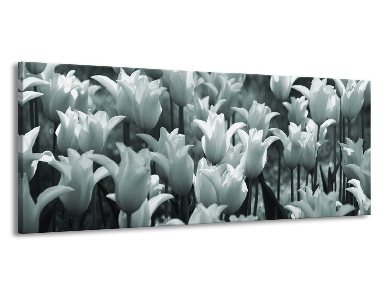 Glasschilderij Tulpen, Bloemen | Grijs, Groen | 145x58cm 1Luik