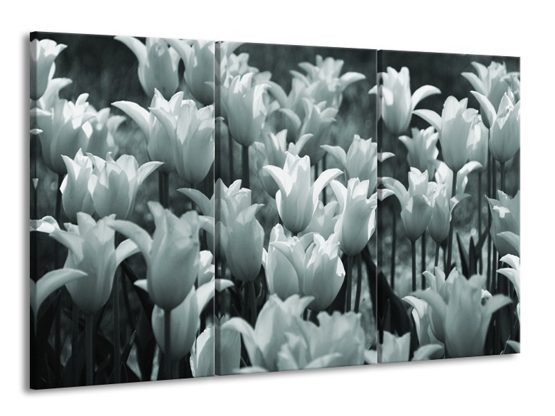 Glasschilderij Tulpen, Bloemen | Grijs, Groen | 165x100cm 3Luik