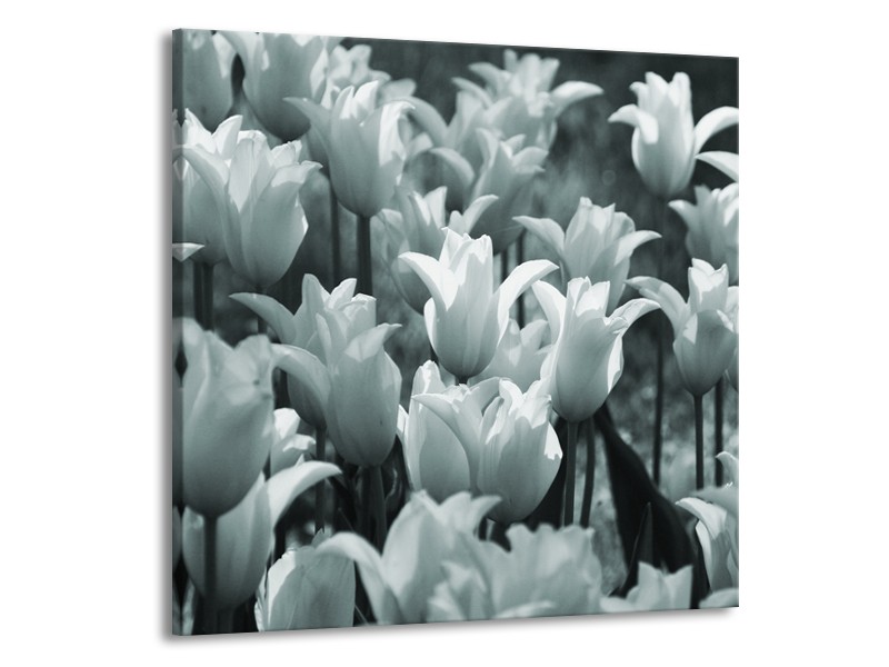 Canvas Schilderij Tulpen, Bloemen | Grijs, Groen | 50x50cm 1Luik