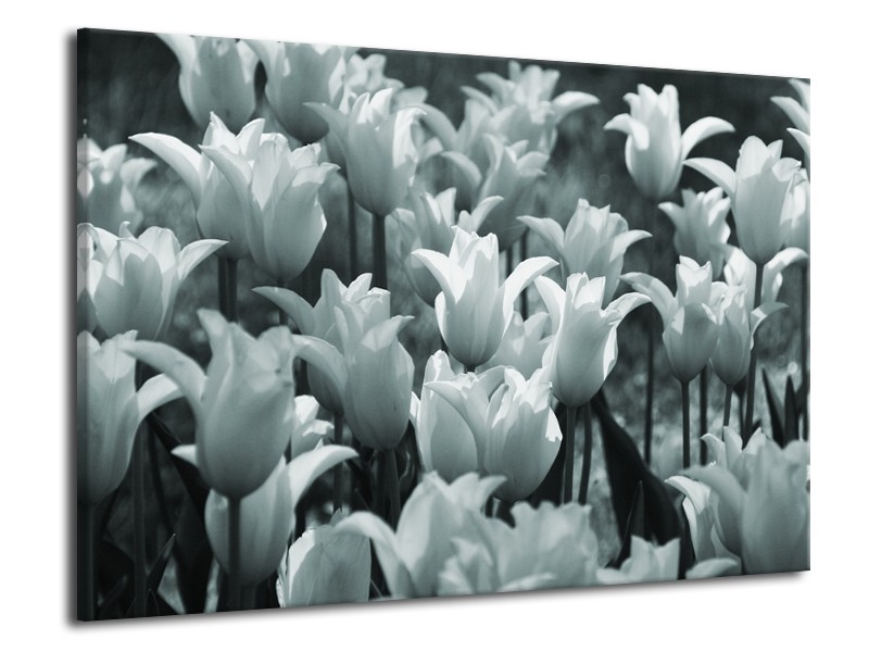 Glasschilderij Tulpen, Bloemen | Grijs, Groen | 70x50cm 1Luik