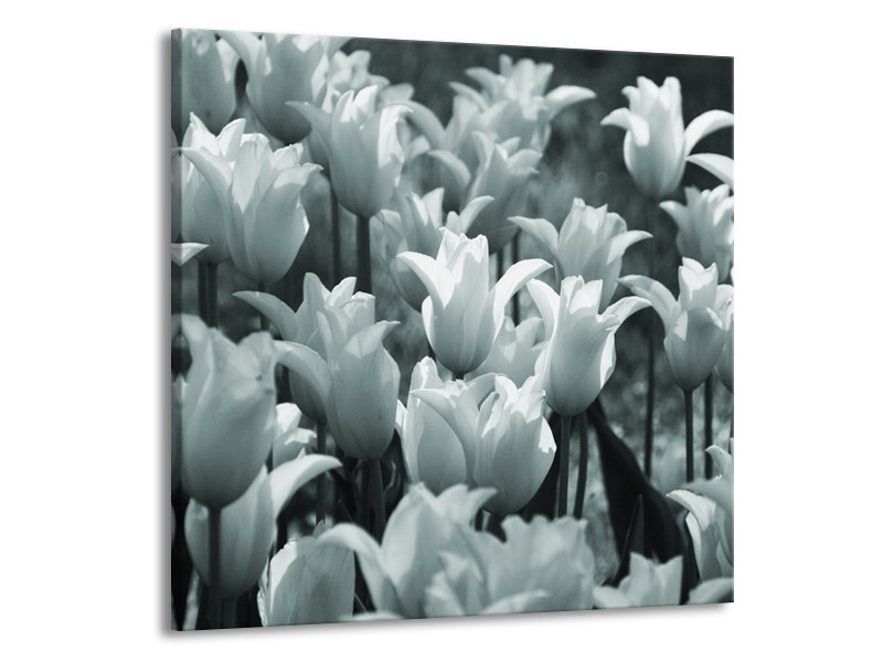 Canvas Schilderij Tulpen, Bloemen | Grijs, Groen | 70x70cm 1Luik