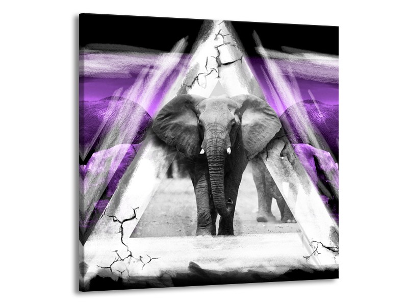 Glasschilderij Olifant, Dieren | Paars, Grijs, Zwart | 70x70cm 1Luik