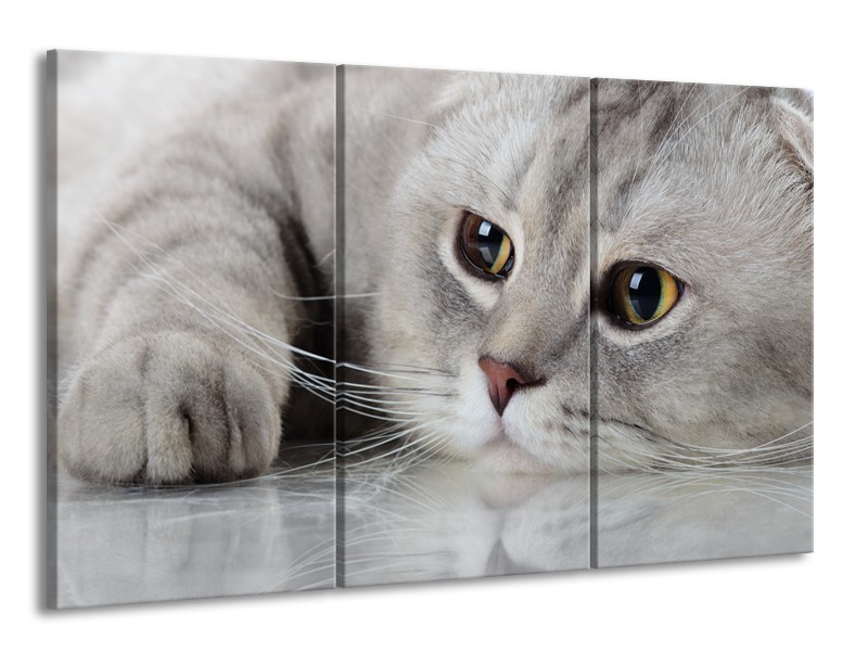 Canvas Schilderij Kat, Dieren | Grijs, Bruin | 165x100cm 3Luik
