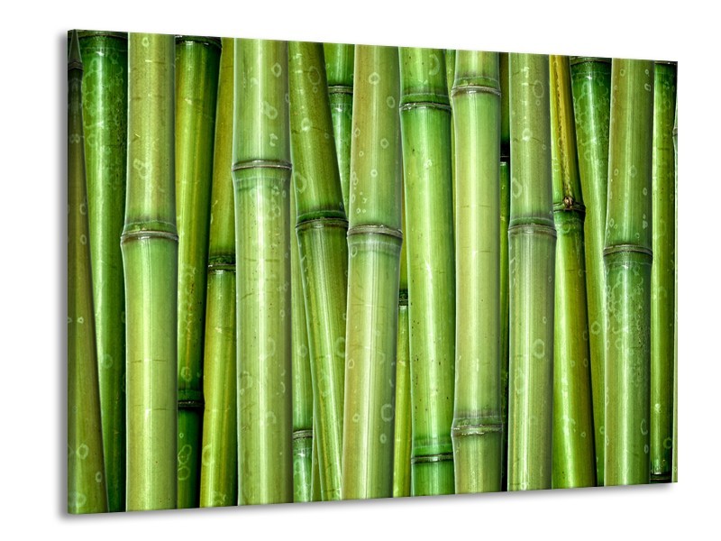 Glasschilderij Bambus, Natuur | Groen | 100x70cm 1Luik