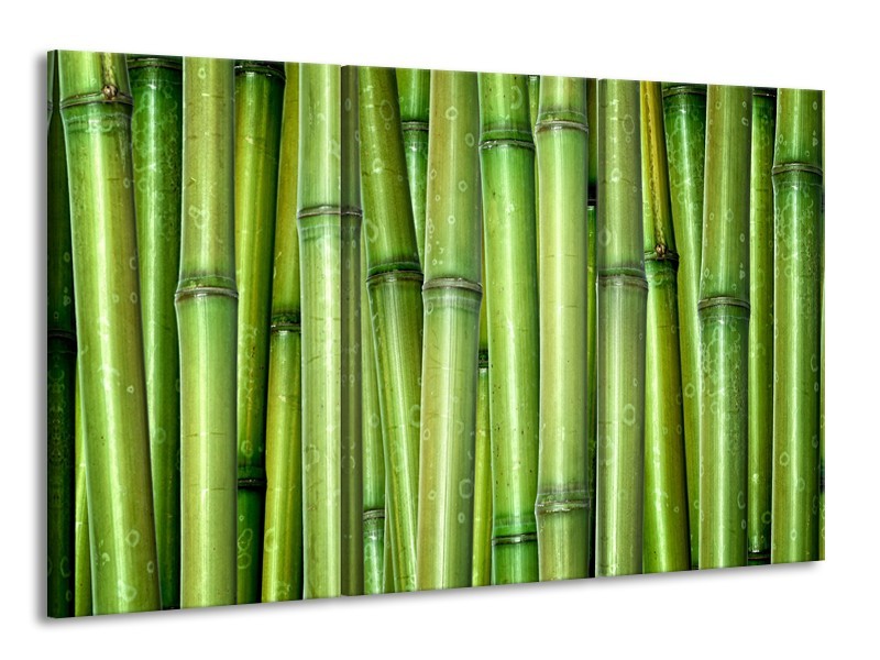 Canvas Schilderij Bamboe, Natuur | Groen | 165x100cm 3Luik