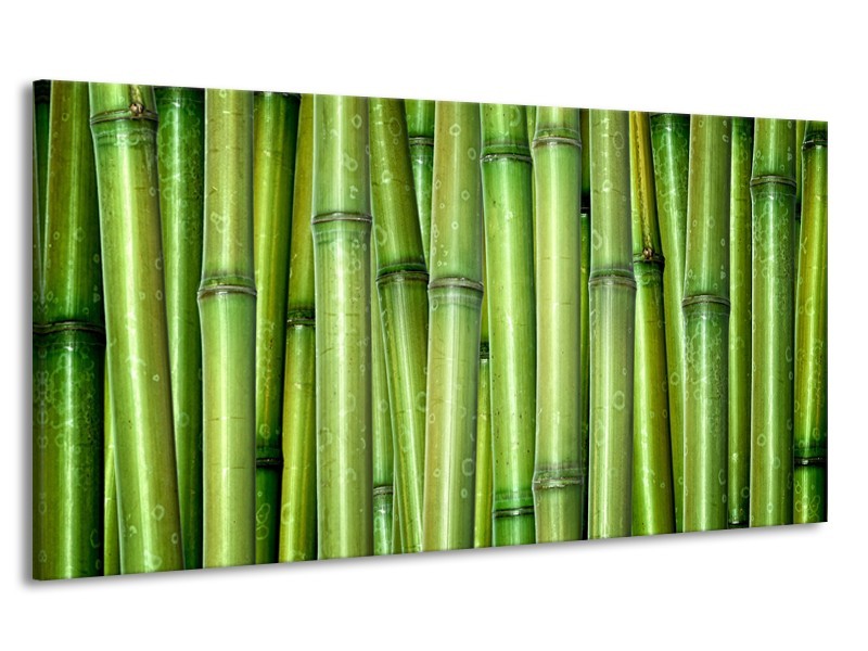 Canvas Schilderij Bamboe, Natuur | Groen | 170x90cm 1Luik