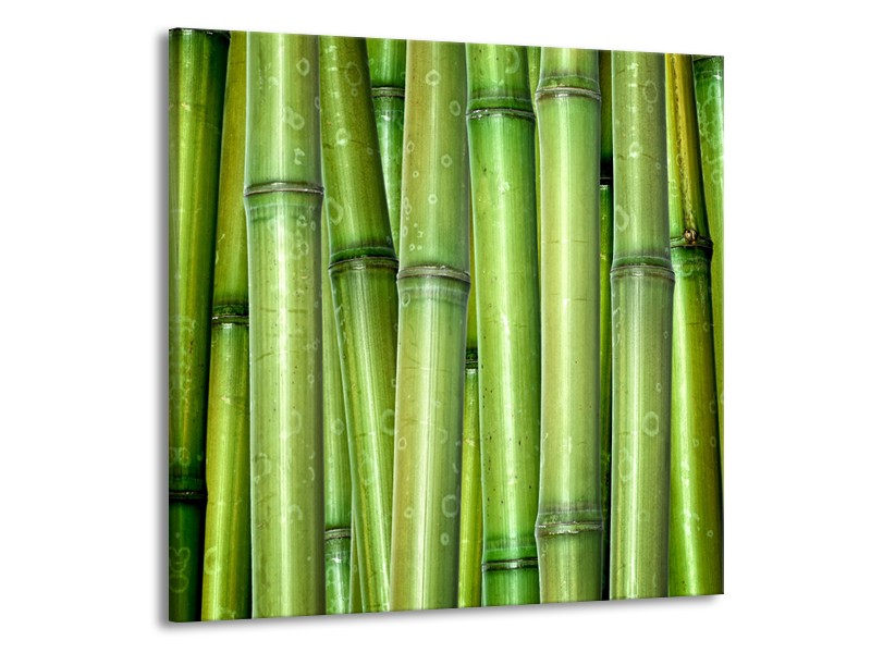 Glasschilderij Bambus, Natuur | Groen | 50x50cm 1Luik