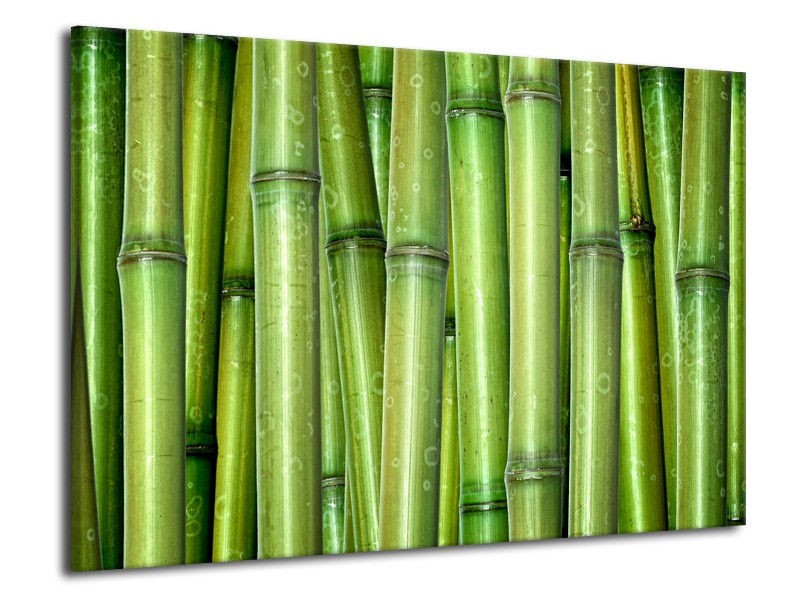 Glasschilderij Bambus, Natuur | Groen | 70x50cm 1Luik