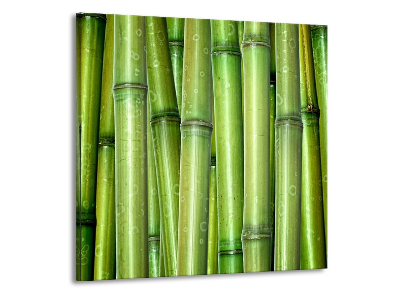 Glasschilderij Bambus, Natuur | Groen | 70x70cm 1Luik