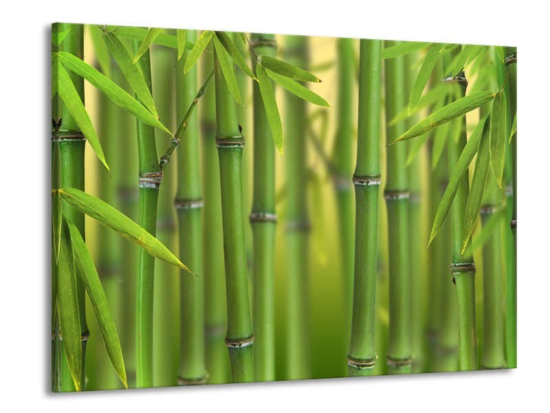 Canvas Schilderij Bamboe, Natuur | Groen, Geel | 100x70cm 1Luik