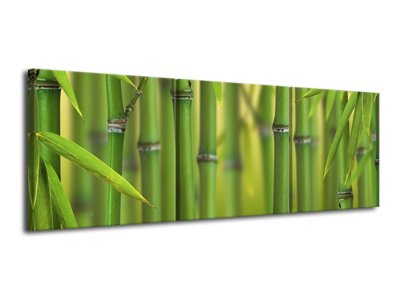 Canvas Schilderij Bamboe, Natuur | Groen, Geel | 120x40cm 3Luik