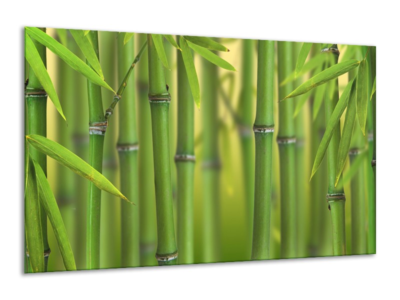 Glasschilderij Bambus, Natuur | Groen, Geel | 120x70cm 1Luik