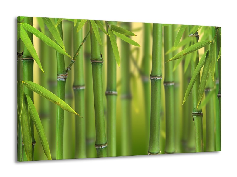 Canvas Schilderij Bamboe, Natuur | Groen, Geel | 140x90cm 1Luik