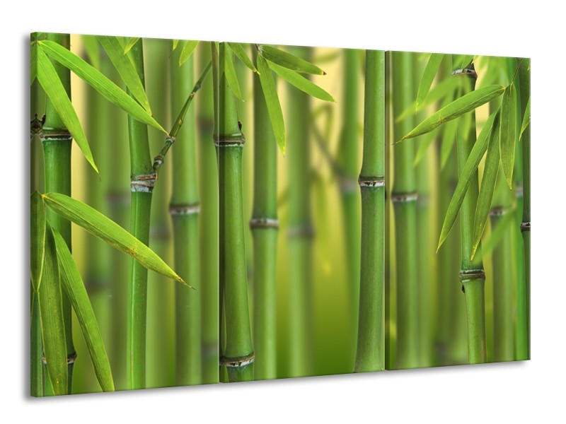 Canvas Schilderij Bamboe, Natuur | Groen, Geel | 165x100cm 3Luik