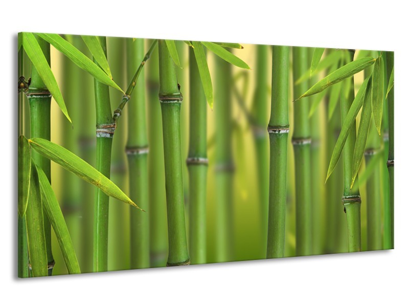 Canvas Schilderij Bamboe, Natuur | Groen, Geel | 190x100cm 1Luik