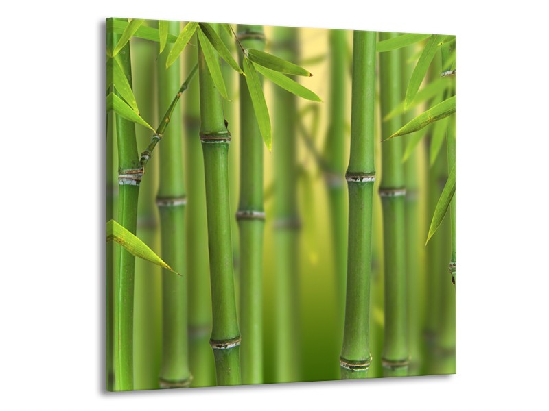 Glasschilderij Bambus, Natuur | Groen, Geel | 50x50cm 1Luik