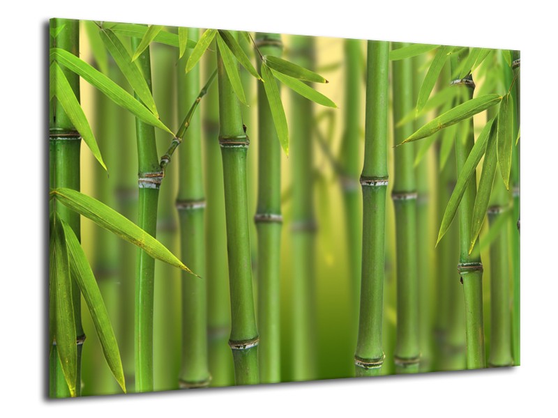 Canvas Schilderij Bamboe, Natuur | Groen, Geel | 70x50cm 1Luik