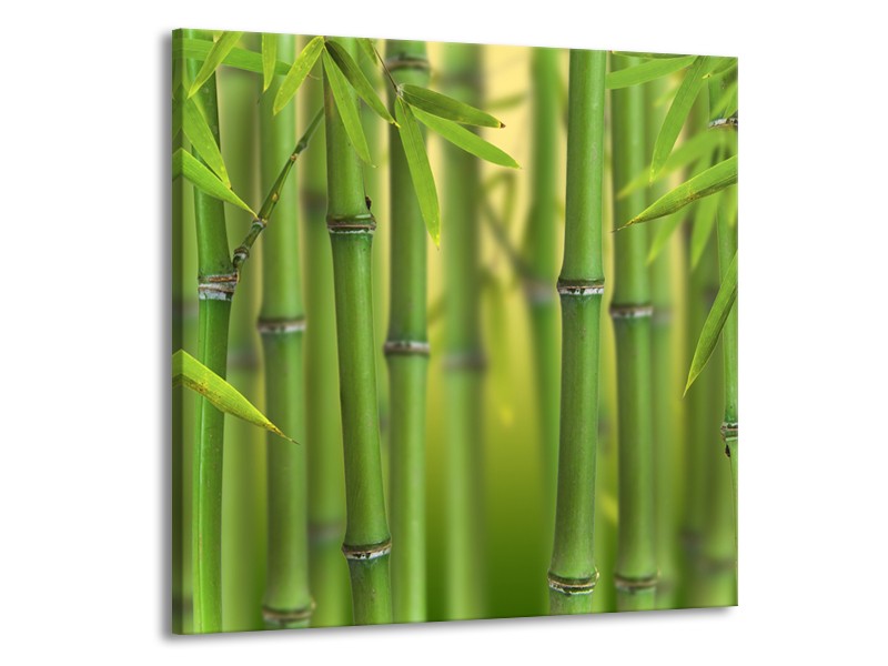 Canvas Schilderij Bamboe, Natuur | Groen, Geel | 70x70cm 1Luik