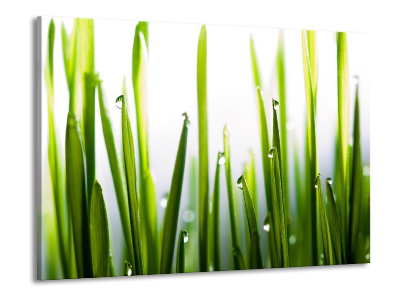 Canvas Schilderij Gras, Natuur | Groen, Geel, Wit | 100x70cm 1Luik