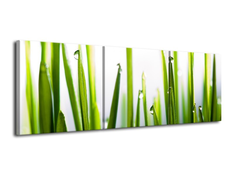 Canvas Schilderij Gras, Natuur | Groen, Geel, Wit | 120x40cm 3Luik