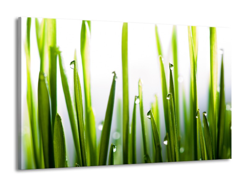 Glasschilderij Gras, Natuur | Groen, Geel, Wit | 140x90cm 1Luik