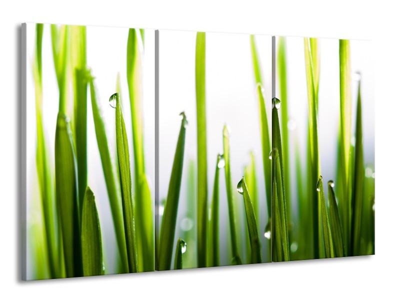 Glasschilderij Gras, Natuur | Groen, Geel, Wit | 165x100cm 3Luik