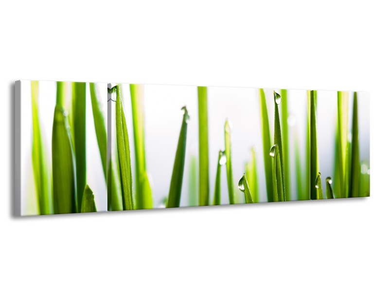 Canvas Schilderij Gras, Natuur | Groen, Geel, Wit | 170x50cm 3Luik