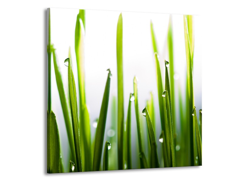 Glasschilderij Gras, Natuur | Groen, Geel, Wit | 50x50cm 1Luik