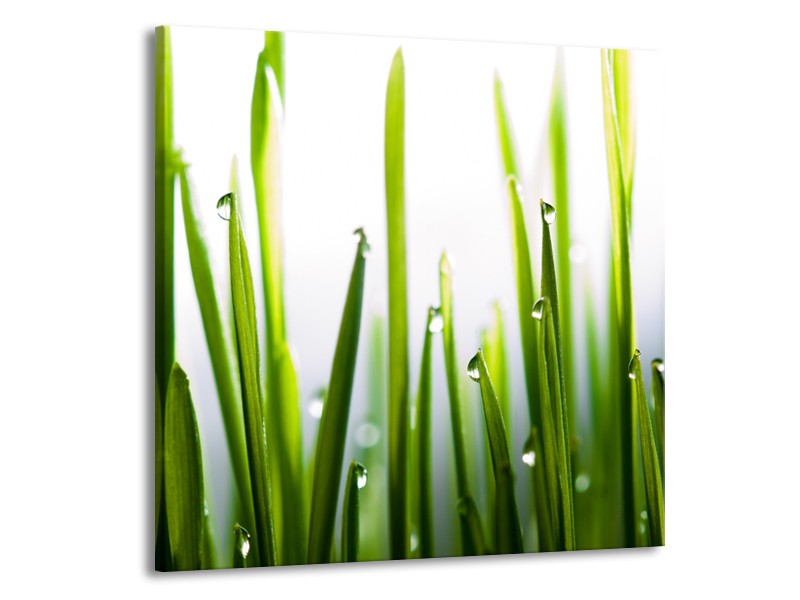 Canvas Schilderij Gras, Natuur | Groen, Geel, Wit | 70x70cm 1Luik