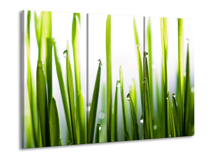 Glasschilderij Gras, Natuur | Groen, Geel, Wit | 60x90cm 3Luik